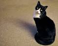 tuxedo cat