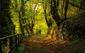 photo of forest path