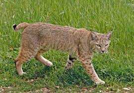 bobcat in the neighborhood